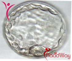 Slider image (4) Main Line Fertility Center